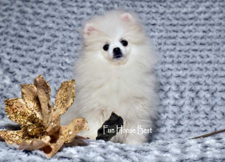 МАЛЬЧИК шпиц  ПРОДАН!