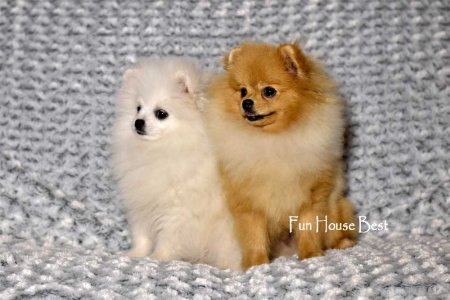 МАЛЬЧИК шпиц  ПРОДАН!