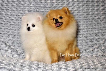 МАЛЬЧИК шпиц  ПРОДАН!