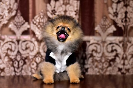 МАЛЬЧИК шпиц  ПРОДАН!