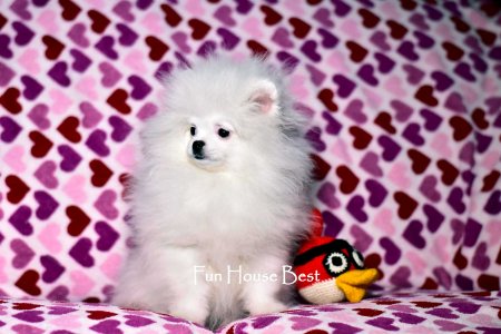 МАЛЬЧИК шпиц  ПРОДАН!