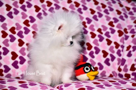 МАЛЬЧИК шпиц  ПРОДАН!