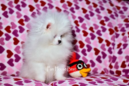 МАЛЬЧИК шпиц  ПРОДАН!