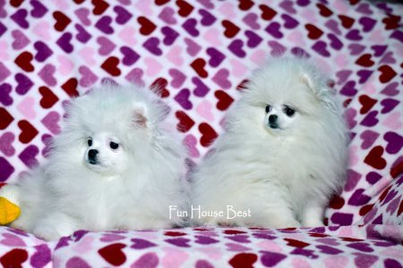 МАЛЬЧИК шпиц  ПРОДАН!