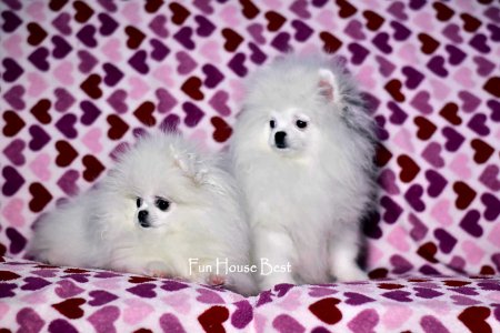 МАЛЬЧИК шпиц  ПРОДАН!