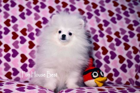 МАЛЬЧИК шпиц  ПРОДАН!