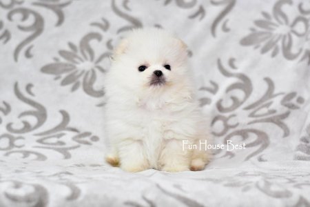 МАЛЬЧИК шпиц  ПРОДАН!