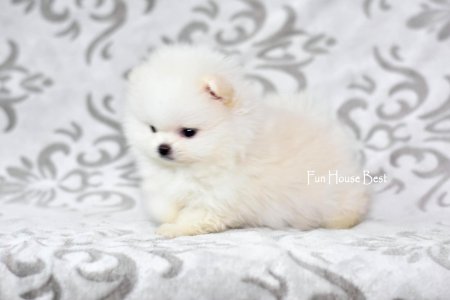 МАЛЬЧИК шпиц  ПРОДАН!