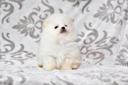 МАЛЬЧИК шпиц  ПРОДАН!