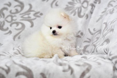 МАЛЬЧИК шпиц  ПРОДАН!