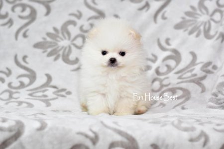 МАЛЬЧИК шпиц  ПРОДАН!