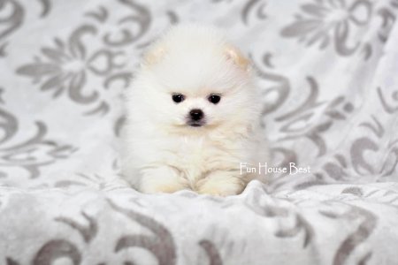 МАЛЬЧИК шпиц  ПРОДАН!