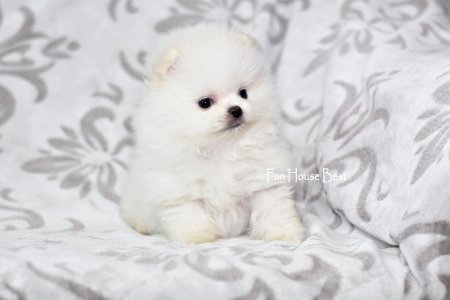 МАЛЬЧИК шпиц  ПРОДАН!