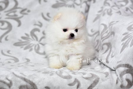 МАЛЬЧИК шпиц  ПРОДАН!