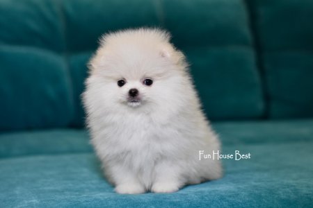 МАЛЬЧИК шпиц  ПРОДАН!