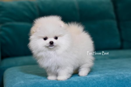 МАЛЬЧИК шпиц  ПРОДАН!