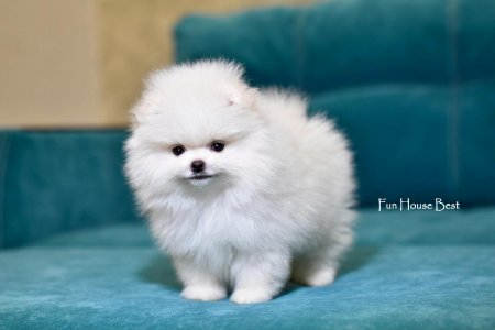 МАЛЬЧИК шпиц  ПРОДАН!