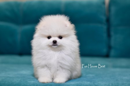 МАЛЬЧИК шпиц  ПРОДАН!