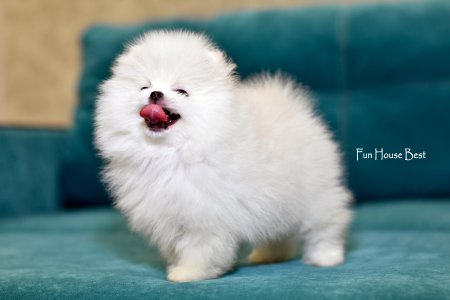 МАЛЬЧИК шпиц  ПРОДАН!