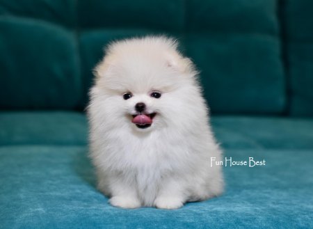 МАЛЬЧИК шпиц  ПРОДАН!