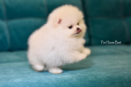 МАЛЬЧИК шпиц  ПРОДАН!