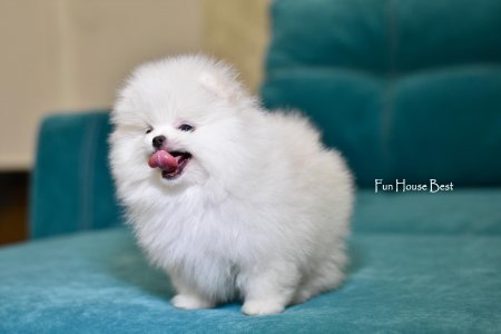 МАЛЬЧИК шпиц  ПРОДАН!