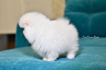 МАЛЬЧИК шпиц  ПРОДАН!