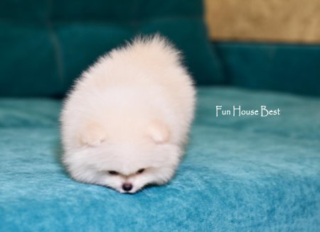 МАЛЬЧИК шпиц  ПРОДАН!