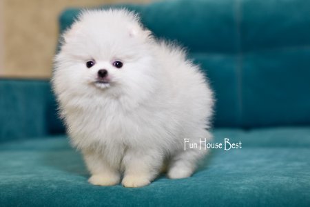 МАЛЬЧИК шпиц  ПРОДАН!