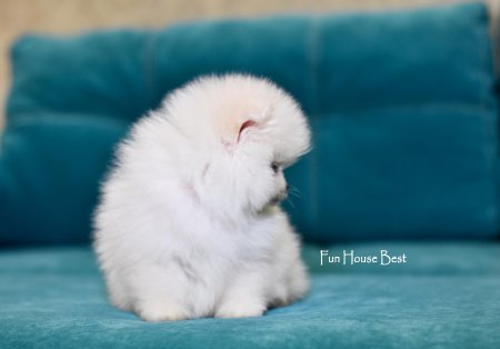 МАЛЬЧИК шпиц  ПРОДАН!