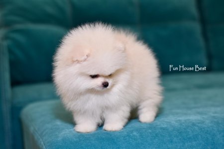 МАЛЬЧИК шпиц  ПРОДАН!