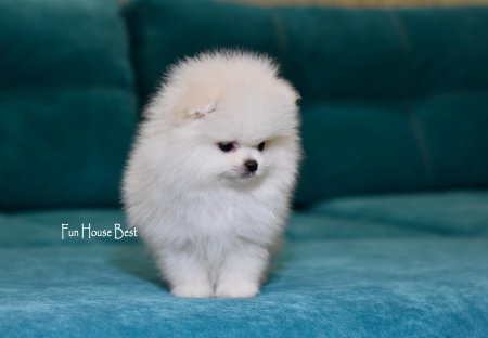 МАЛЬЧИК шпиц  ПРОДАН!