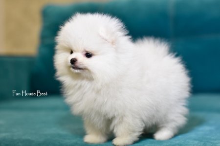 МАЛЬЧИК шпиц  ПРОДАН!