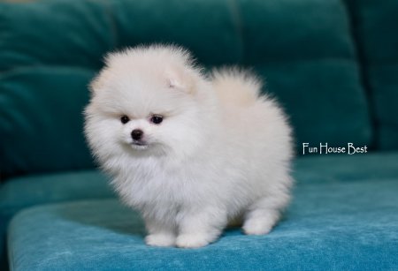 МАЛЬЧИК шпиц  ПРОДАН!