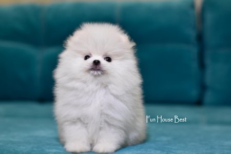 МАЛЬЧИК шпиц  ПРОДАН!