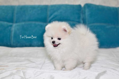 МАЛЬЧИК шпиц  № 2 ПРОДАН!