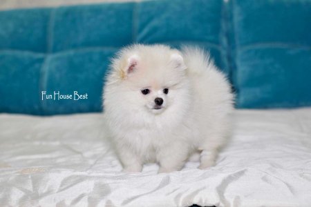 МАЛЬЧИК шпиц  № 2 ПРОДАН!