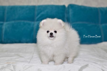 МАЛЬЧИК шпиц  № 2 ПРОДАН!