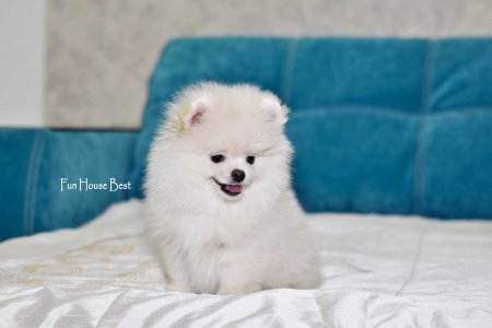 МАЛЬЧИК шпиц  № 2 ПРОДАН!