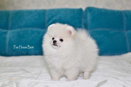 МАЛЬЧИК шпиц  № 2 ПРОДАН!