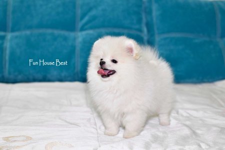 МАЛЬЧИК шпиц  № 2 ПРОДАН!