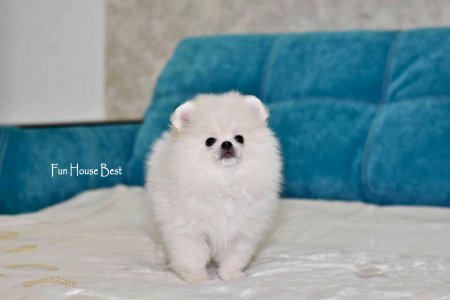 МАЛЬЧИК шпиц  № 2 ПРОДАН!